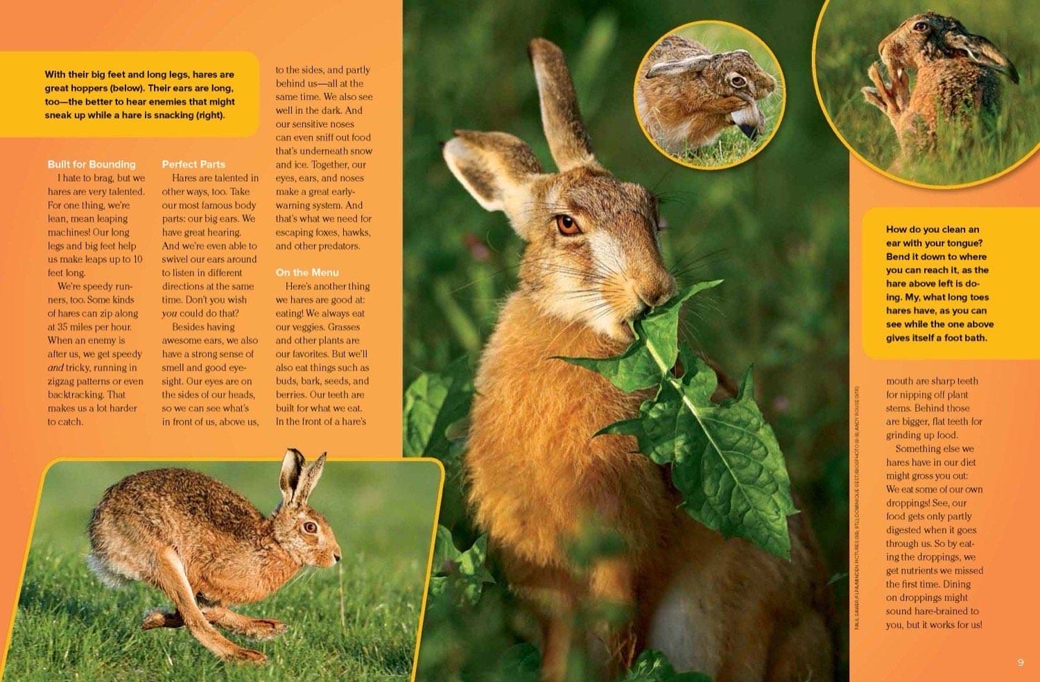 Magazine spread about hare anatomy showing long ears big feet and powerful legs