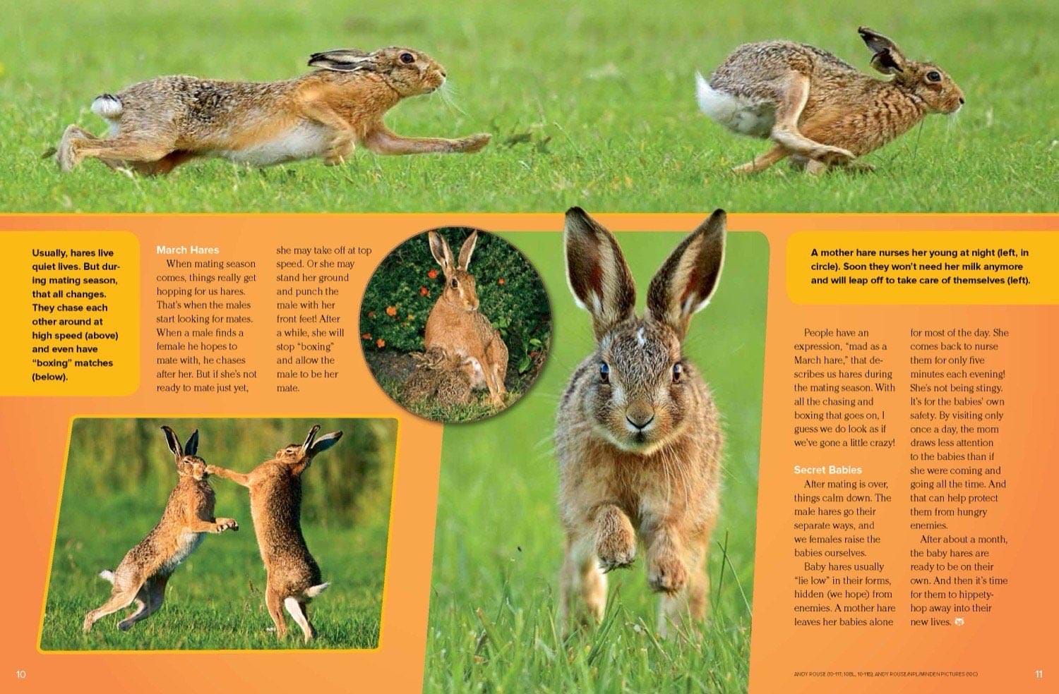 Magazine spread showing hares boxing during mating season and mother nursing babies