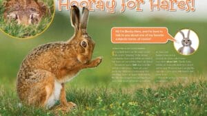 Ranger Rick magazine opening spread for Hooray for Hares with hare photos and facts
