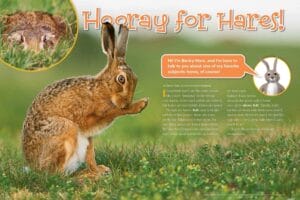 Ranger Rick magazine opening spread for Hooray for Hares with hare photos and facts