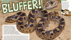 Magazine spread Bluffer about hognose snake showing coiled spotted snake on sandy ground