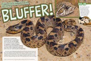 Magazine spread Bluffer about hognose snake showing coiled spotted snake on sandy ground