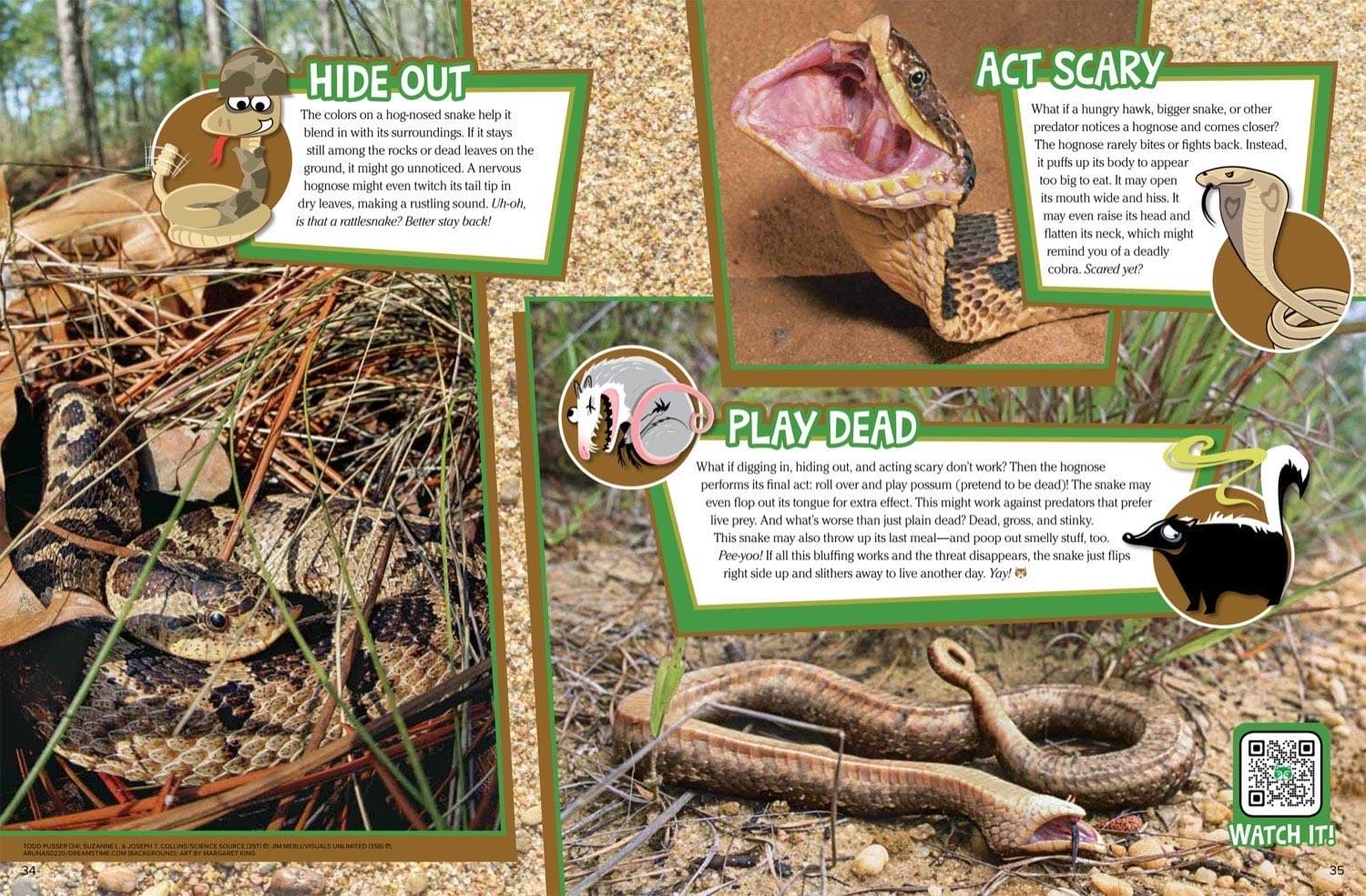 Magazine spread about hognose snake defense with hiding hooding cobra act and playing dead belly up