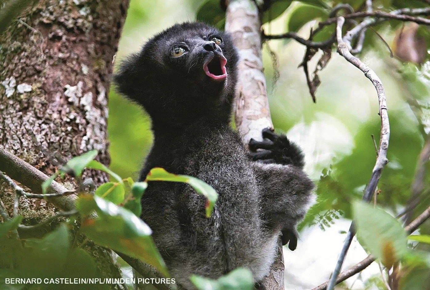 Black and white indri lemur clinging to a tree trunk with mouth open singing loudly