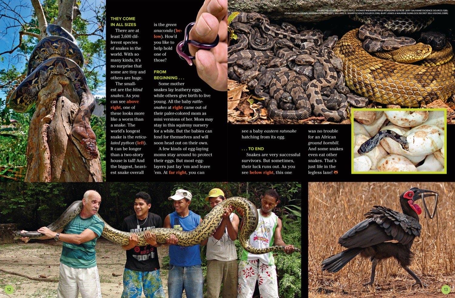 Magazine spread about giant snakes anaconda reticulated python rattlesnake den and secretary bird