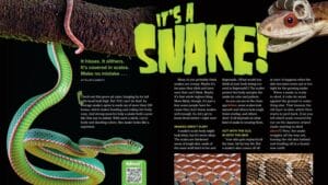 Magazine spread Its a Snake with green pit viper coiled on branch and snake scale texture closeups