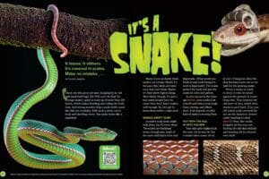 Magazine spread Its a Snake with green pit viper coiled on branch and snake scale texture closeups