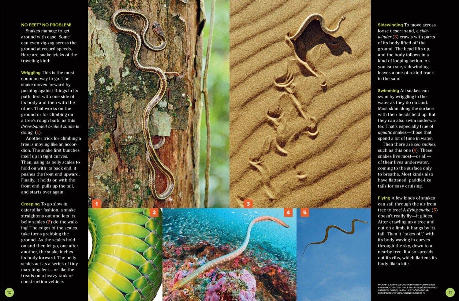 Magazine spread about snake movement showing wriggling climbing sidewinding swimming and flying