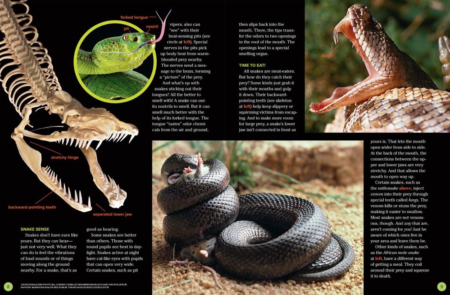 Magazine spread about snake senses forked tongue heat pits jaw skeleton and black mamba eating
