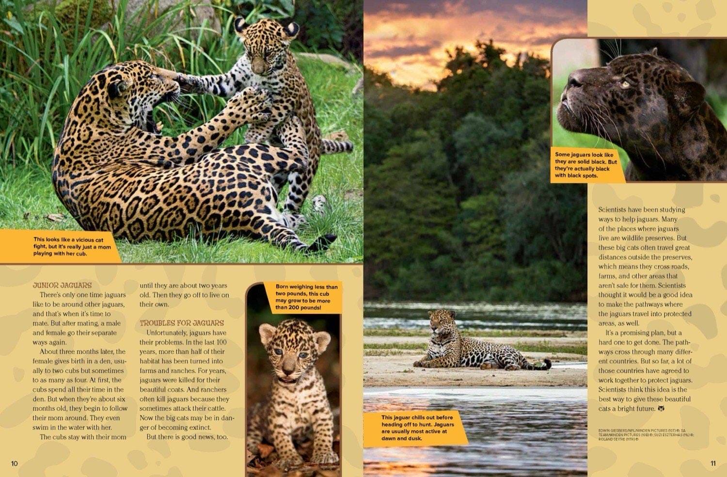 Jaguar cubs wrestling in grass, a rare black jaguar, and a mother with cubs by a river