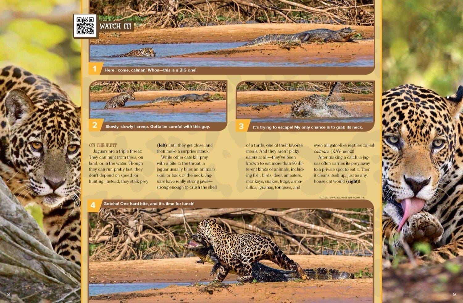Photo sequence of a jaguar stalking, grabbing, and biting a caiman along a river