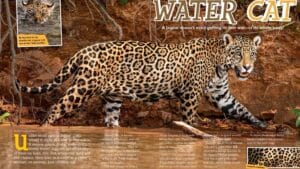 Magazine spread about jaguars as water cats showing one stalking along a muddy riverbank