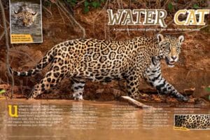 Magazine spread about jaguars as water cats showing one stalking along a muddy riverbank