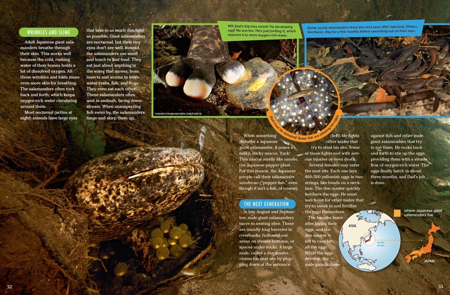 Magazine spread about giant salamander breeding eggs den master and hellbender in the USA