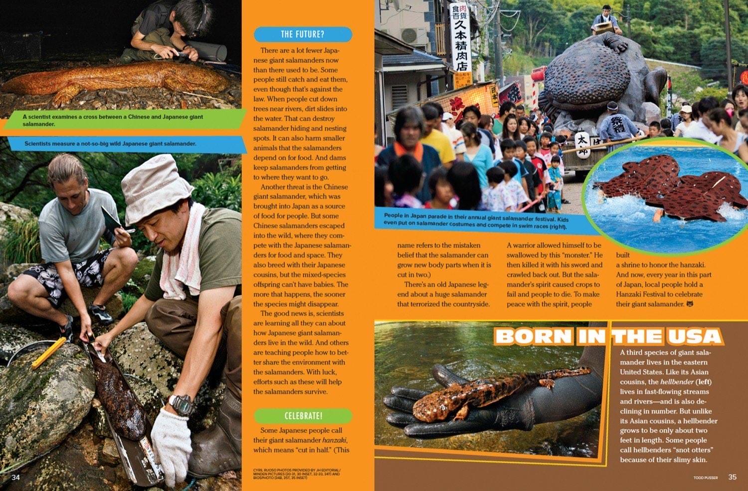 Magazine spread about giant salamander threats conservation Japanese festival and US hellbender