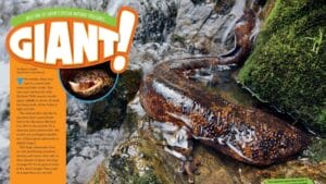Ranger Rick magazine spread Giant about Japanese giant salamander in a mountain stream
