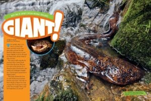 Ranger Rick magazine spread Giant about Japanese giant salamander in a mountain stream