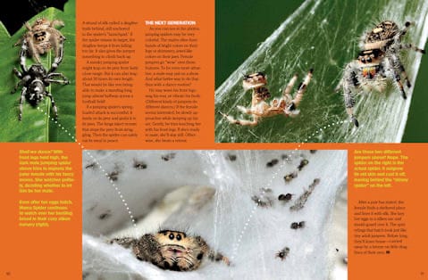 Magazine spread about jumping spider babies with photos of eggs hatching and spiderlings