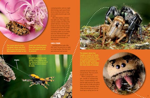 Magazine spread about jumping spider hunting with photos of spiders catching prey