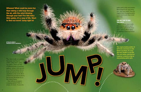 Ranger Rick magazine opening spread about jumping spiders with large hairy spider photo