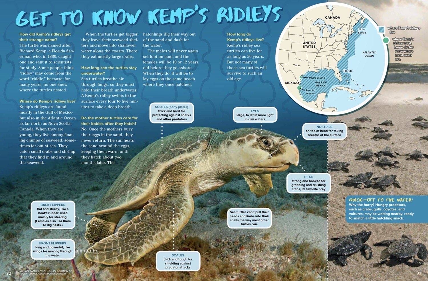 Magazine spread Get to Know Kemps Ridleys with sea turtle anatomy range map and baby hatchlings