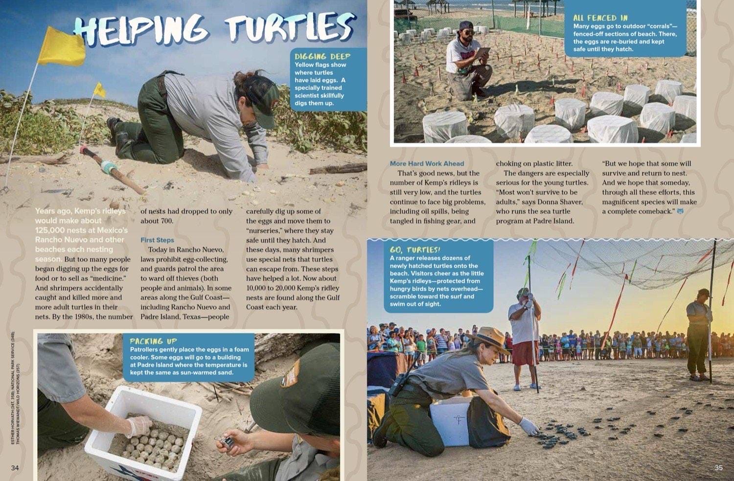 Magazine spread Helping Turtles about Kemps ridley sea turtle egg rescue and baby release