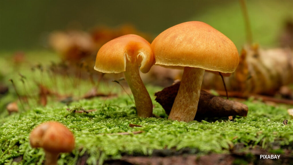 Two small orange mushrooms growing on bright green moss on a fallen log in the forest