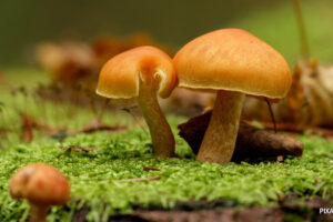 Two small orange mushrooms growing on bright green moss on a fallen log in the forest