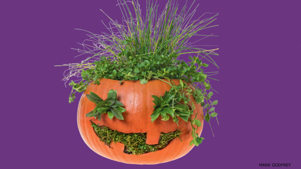 Carved pumpkin planter with jack-o-lantern face growing herbs and grass as green hair on purple