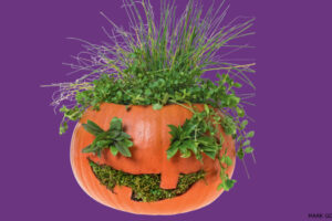 Carved pumpkin planter with jack-o-lantern face growing herbs and grass as green hair on purple