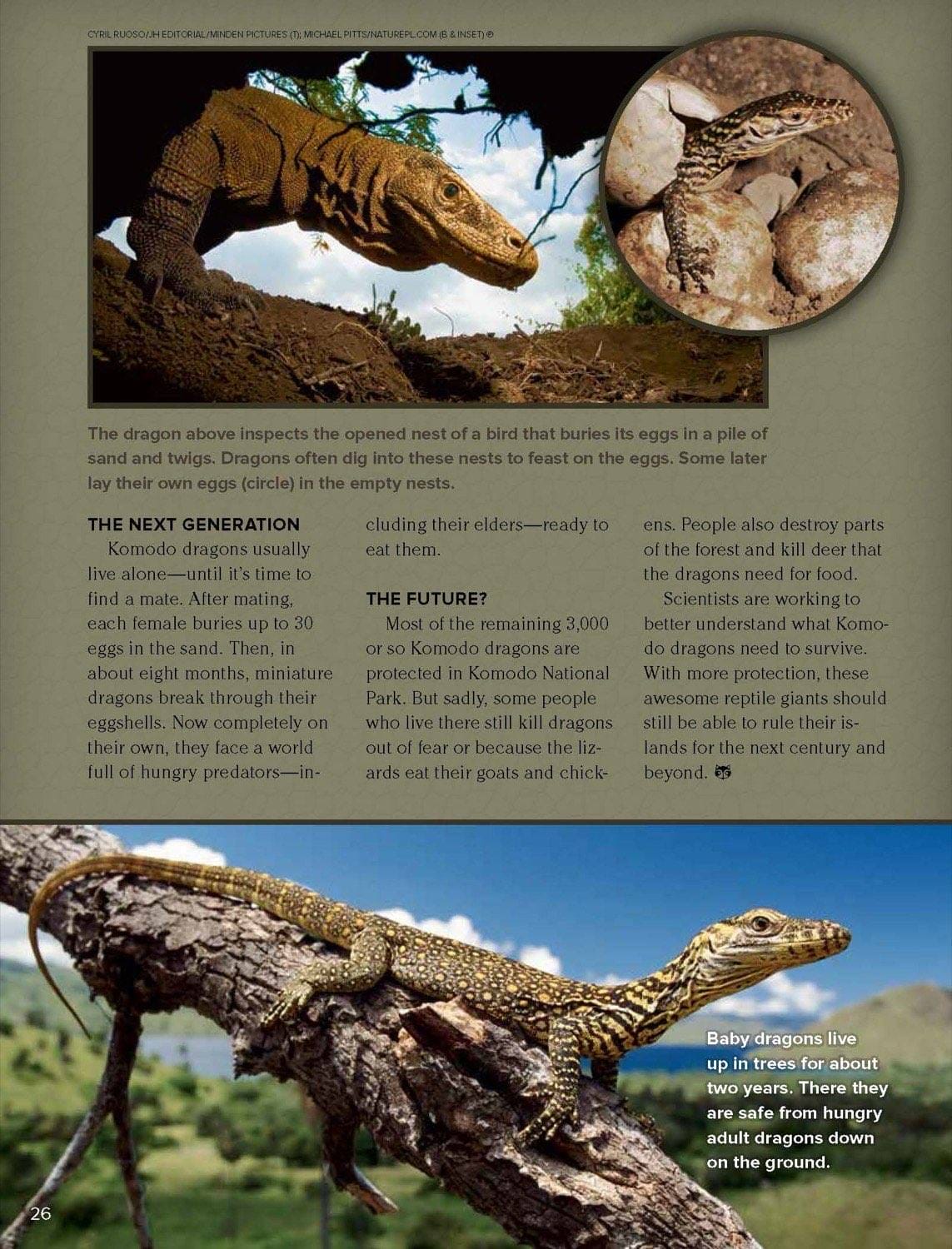 Magazine spread about Komodo dragon eggs babies and conservation with baby dragon in tree
