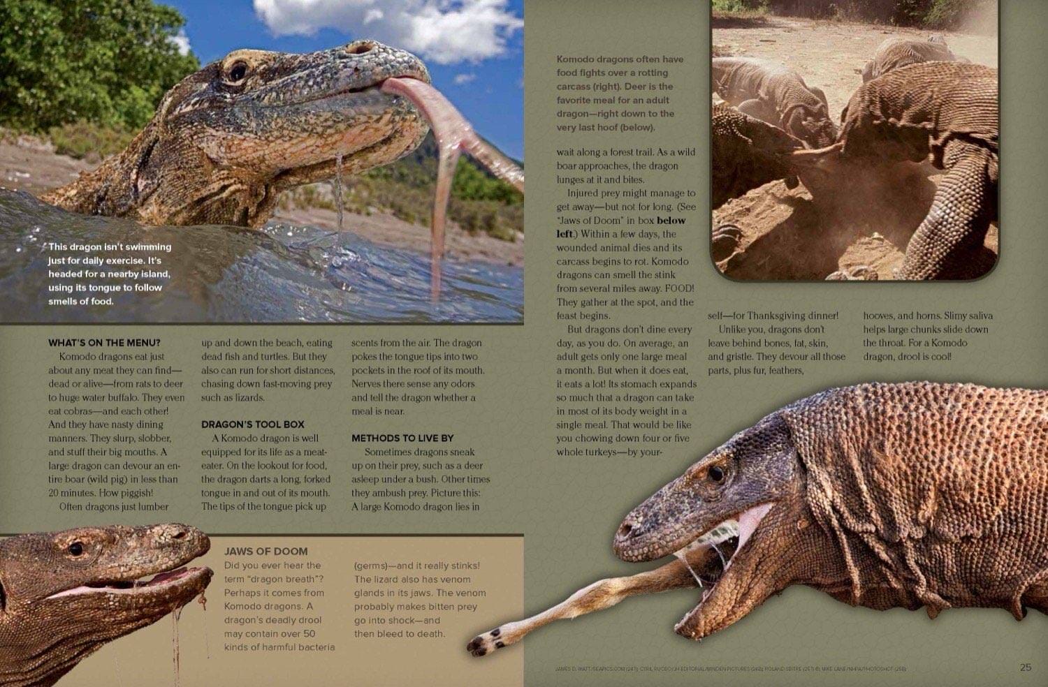 Magazine spread about Komodo dragon hunting methods tongue sensing and venomous bite