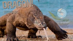 Ranger Rick magazine opening spread Dragon with huge Komodo dragon photo and Indonesia map