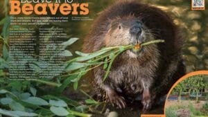 Magazine spread Leave It to Beavers with beaver carrying branch and urban lodge in parking lot