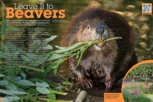 Magazine spread Leave It to Beavers with beaver carrying branch and urban lodge in parking lot