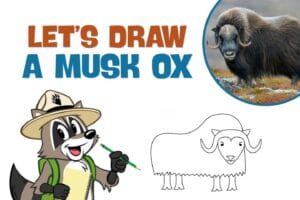 Ranger Rick drawing a musk ox with a pencil and a musk ox in the upper right corner