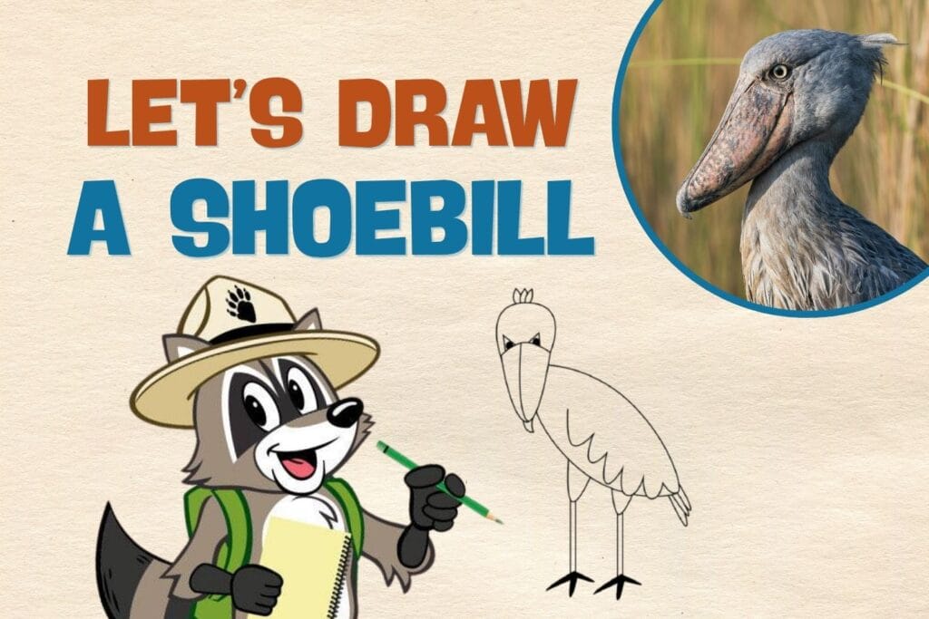 Ranger Rick drawing a shoebill