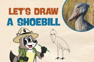 Ranger Rick drawing a shoebill 