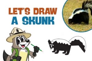 Ranger Rick drawing a skunk with a pencil and a skunk in the upper right corner