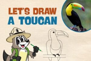 Ranger Rick drawing a toucan with a pencil and a toucan bird in the upper right corner