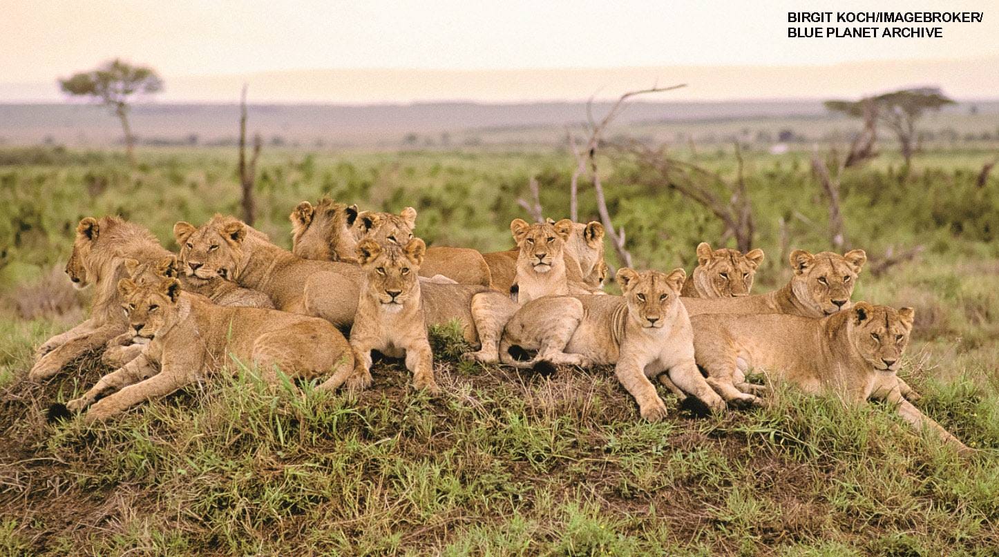 Large lion pride of about fifteen lions resting together on a grassy mound at dusk