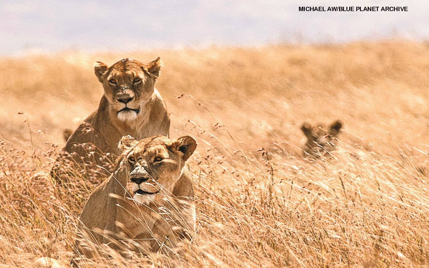 Lioness and two cubs partially hidden in tall golden savanna grass looking alert