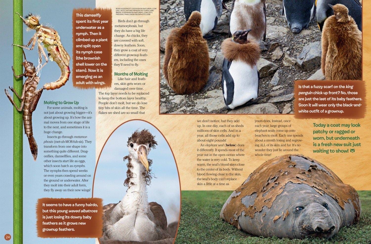 Magazine spread about damselfly metamorphosis penguin chick losing down and elephant seal molting