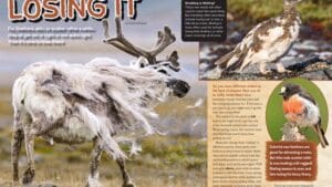 Magazine spread Losing It about animal molting with shedding reindeer and molting robin photos