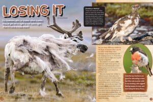 Magazine spread Losing It about animal molting with shedding reindeer and molting robin photos
