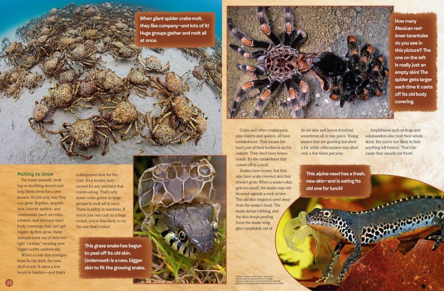 Magazine spread about molting spider crabs tarantula shedding skin and grass snake peeling