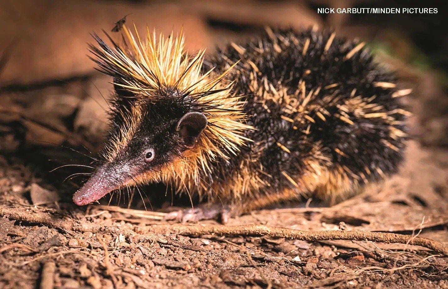 Lowland streaked tenrec with spiky yellow and black quills on brown forest floor in Madagascar