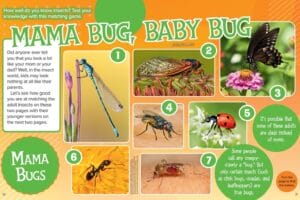 Magazine spread Mama Bug Baby Bug with spicebush swallowtail caterpillar and butterfly eggs