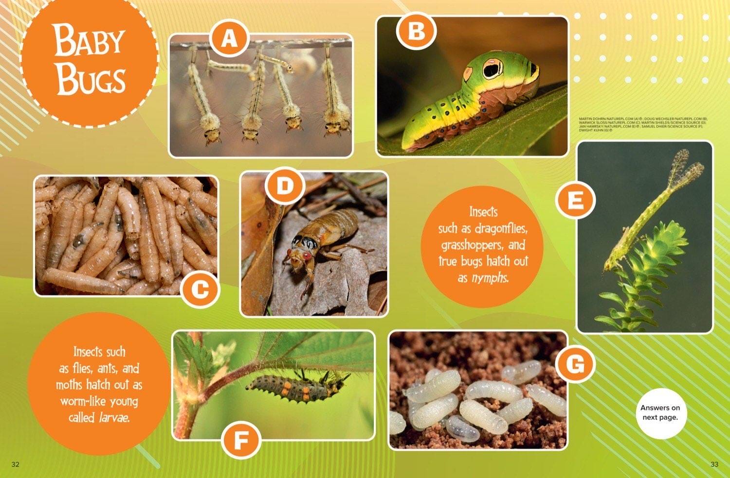 Magazine spread about cicada nymph emerging dragonfly larva and beetle grubs in soil