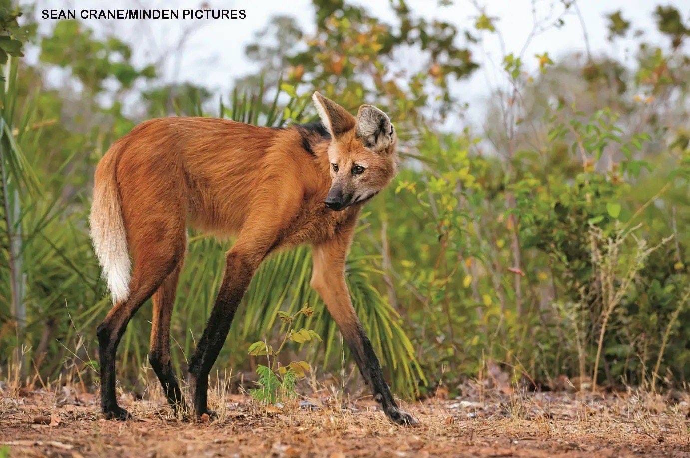 Maned wolf with red-orange fur and very long black legs looking back over its shoulder